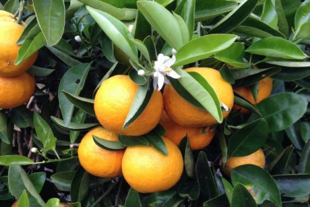 Fresh Oranges from the orchard