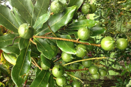 Macadamia nuts in the orchard " a hard nut to crack"